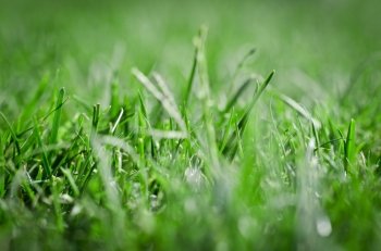 Beautiful green grass close-up - horizontal field shot with vignette, extreme selective focus and bokeh