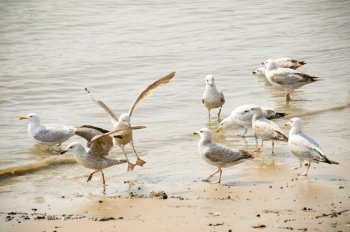 flock of seagulls wading on a sandy beach