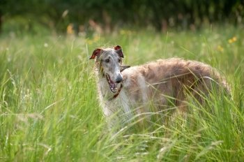 playful russian borzoi wolfhound in long grass