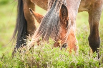 closeup of a wild pony grazing on grass and heather