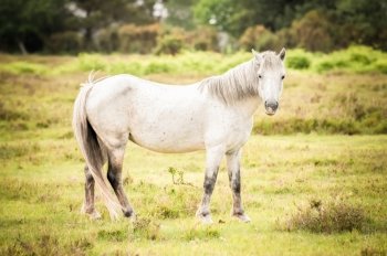 british new forest pony in autumnal foliage