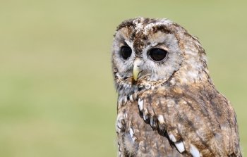 Portrait of Tawny owl (strix aluco) on green background.