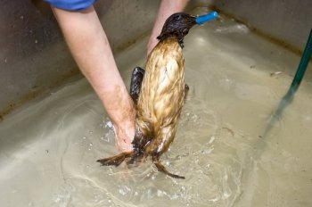 Cleaning an oil contaminated guillemot in a basin.
