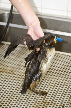 Cleaning an oil contaminated guillemot waith a hose.