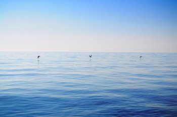 Three seagulls flying over calm sea and clowdless sky