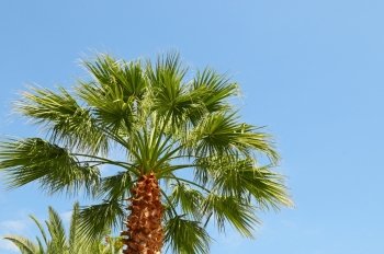 tropical palm on background of blue sky