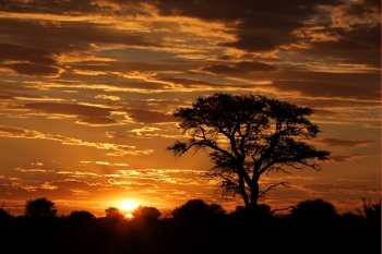 Sunset with silhouetted African Acacia tree and clouds, Kalahari desert, South Africa
