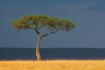 African landscape with a tree in grassland against a dark sky, Masai Mara National Reserve, Kenya