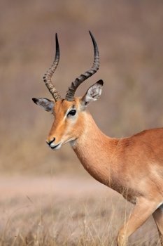 Portrait a male impala antelope (Aepyceros melampus), Kruger National Park, South Africa