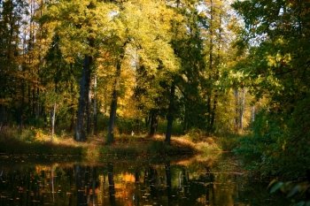 calm river in autumn forest