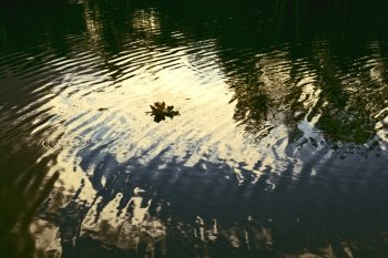 autumn leaves floating on dark water with reflection