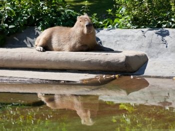 capybara is basking in sun in summer day
