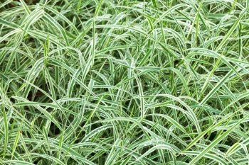 natural background from wet green blades of Carex morrowii japonica decorative grass after rain