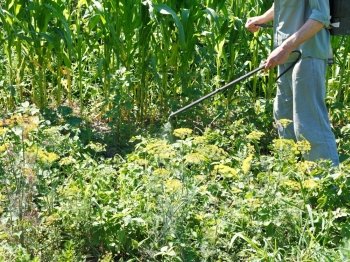 man sprays pesticide on potato plantation in garden in summer
