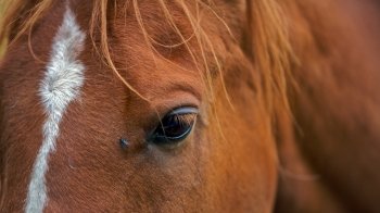 A Closeup Portrait of the Head Brown Horse. A brown horse with a fly near its eye, close up