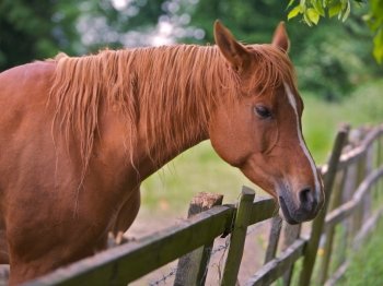 A Brown Horse Looking Over a Fence. A brown horse looking over a wooden fence