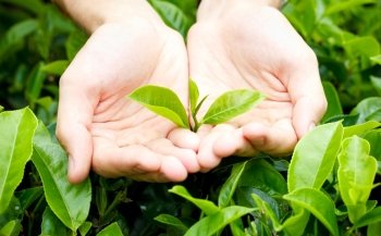 Fresh tea leaves in hands over tea bush on plantation