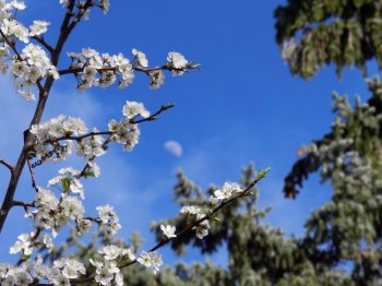 Apricot blossoms on branches surrounding the moon