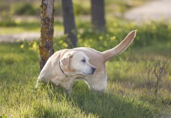 a labrador playing on a green meadow