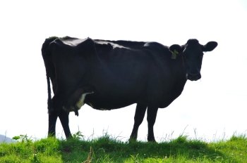 Silhouette of Jersey cow on pasture, Westland, New Zealand