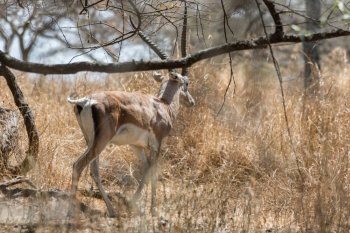 Grant’s gazelle roaming in the savannah grasslands of Abijatta-Shalla National Park in Ethiopia