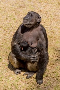 A female adult chimp sitting down and cuddling her baby