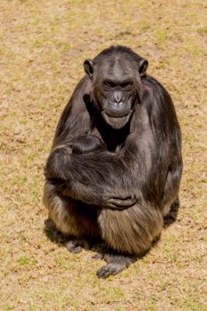 A female adult chimp sitting down and cuddling her baby