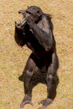 Male adult chimp communicating with facial expression and hand gestures