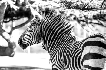 A black and white image of a beautiful adult zebra on a bright sunny day