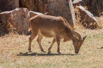 A young male Barbary sheep in its natural environment