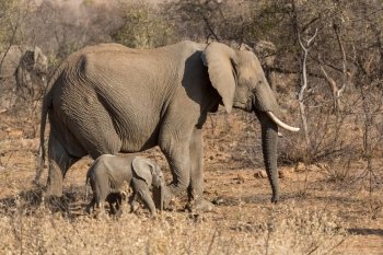 A mother and a baby elephant wandering in the grasslands of South Africa’s Pilanesberg National Park