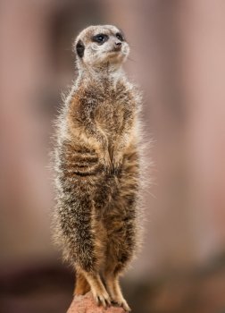 Animals of Africa: watchful meerkat standing on mound