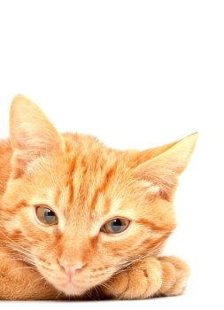 Red cute cat on a white background
