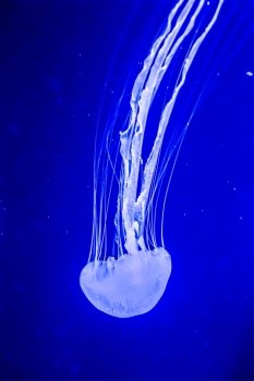 Chrysaora fuscescens is a common free-floating scyphozoa that lives in the Pacific Ocean, and is commonly known as the Pacific Sea Nettle or West Coast Sea Nettle. Jellyfish