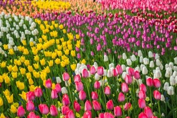 Field of beautiful colorful tulips in a  sunny Holland