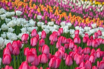 Field of beautiful colorful tulips in a  sunny Holland