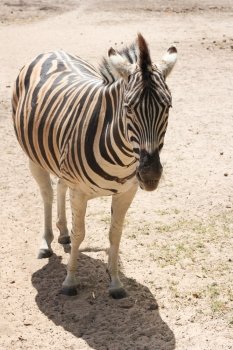 Standing Zebra from the front