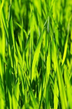 Green grass texture from a  field       