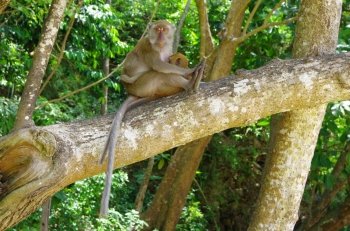 Monkey sitting on the tree