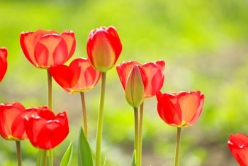  Beautiful red tulips in the garden