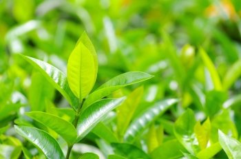 Green tea bud and fresh leaves