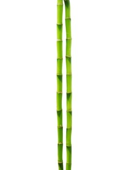 beautiful bamboo isolated on green background