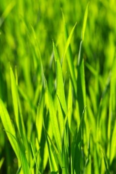 Green grass texture from a  field       