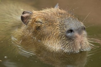 Close up of a Capybara 