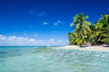  palm trees on tropical beach