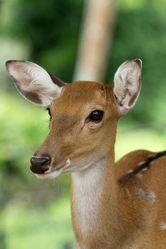 Closeup head of a whitetail deer 