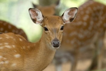 Closeup head of a whitetail deer 