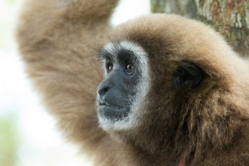 gibbon close- up face in zoo