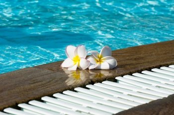 Tropical flower Plumeria  on swimming pool