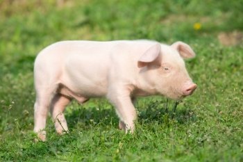 Young pig on a spring green grass